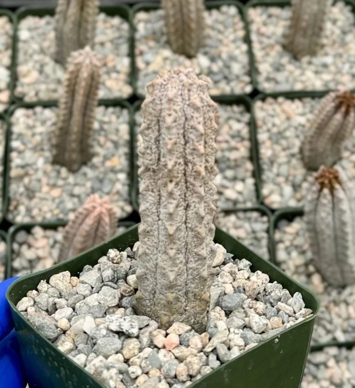 Euphorbia Abdelkuri Gray Succulent Live Plant - Rare 4 inch Pot - Image 3