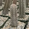 Euphorbia Abdelkuri Gray Succulent Live Plant - Rare 4 inch Pot - Image 1