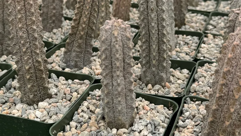 Euphorbia Abdelkuri Gray Succulent Live Plant - Rare 4 inch Pot - Image 1