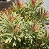 Euphorbia Ascot Rainbow Live Plant – 3-6 Inch Tall Plug – Colorful Evergreen Perennial for Garden - Image 1