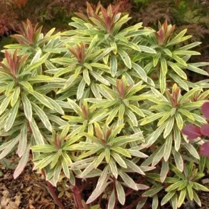 Euphorbia Ascot Rainbow Live Plant – 3-6 Inch Tall Plug – Variegated Evergreen Perennial for Outdoor Garden - Image 3