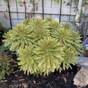 Euphorbia Ascot Rainbow Live Plant – 3-6 Inch Tall Plug – Colorful Evergreen Perennial for Garden - Image 3