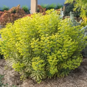 Euphorbia Ascot Rainbow Live Plant – 3-6 Inch Tall Plug – Colorful Evergreen Perennial for Garden - Image 4