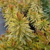 Euphorbia Ascot Rainbow Live Plant – 3-6 Inch Tall Plug – Variegated Evergreen Perennial for Outdoor Garden - Image 1