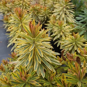 Euphorbia Ascot Rainbow Live Plant – 3-6 Inch Tall Plug – Variegated Evergreen Perennial for Outdoor Garden - Image 1