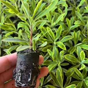 Euphorbia Ascot Rainbow Live Plant – 3-6 Inch Tall Plug – Colorful Evergreen Perennial for Garden - Image 7