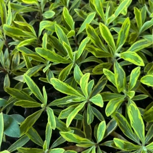Euphorbia Ascot Rainbow Live Plant – 3-6 Inch Tall Plug – Colorful Evergreen Perennial for Garden - Image 8