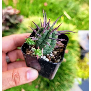 Euphorbia Enopla Pincushion Cactus Succulent Live Plant 2
