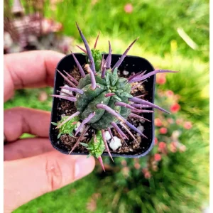 Euphorbia Enopla Pincushion Cactus Succulent Live Plant 2