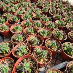 Euphorbia Enopla Pincushion Cactus Succulent Live Plant 2
