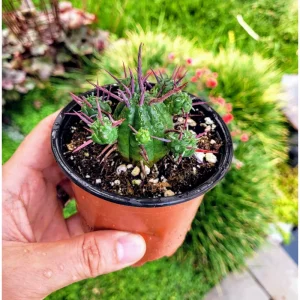 Euphorbia Enopla Pincushion Cactus Succulent Live Plant 2