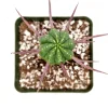 Euphorbia Enopla Pincushion Cactus Succulent Live Plant 2" Pot Indoor - Image 1