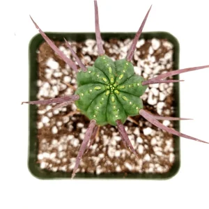 Euphorbia Enopla Pincushion Cactus Succulent Live Plant 2