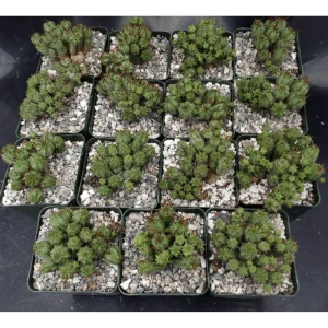 Euphorbia Monstrose Succulent Live Plant - Cactus Cluster 4" Pot - Image 2