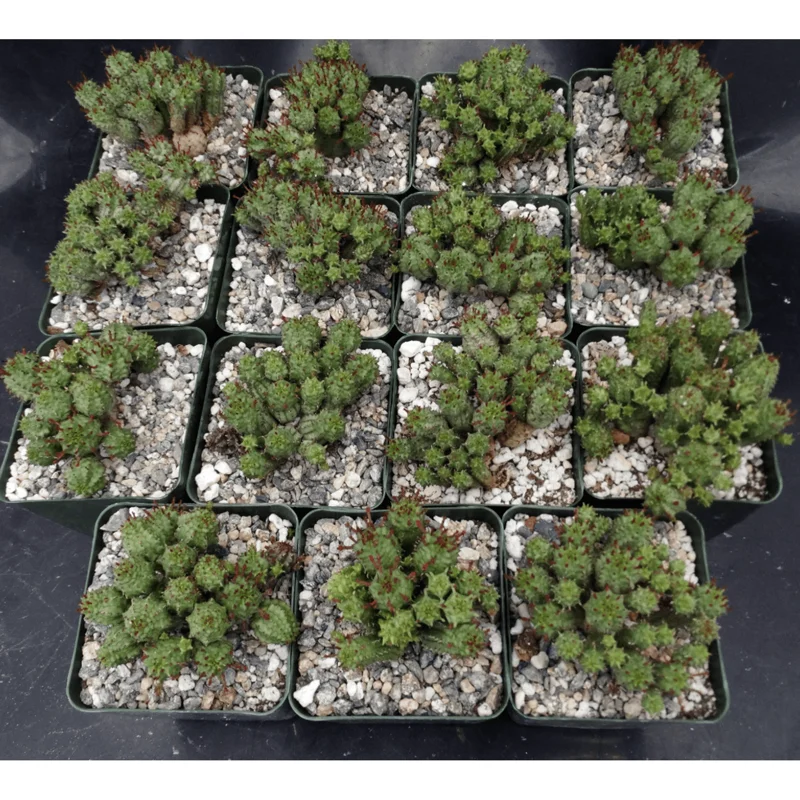 Euphorbia Monstrose Succulent Live Plant - Cactus Cluster 4" Pot - Image 2