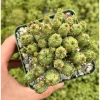 Euphorbia Monstrose Succulent Live Plant - Cactus Cluster 4" Pot - Image 1