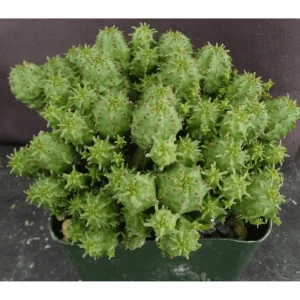 Euphorbia Monstrose Succulent Live Plant - Cactus Cluster 4