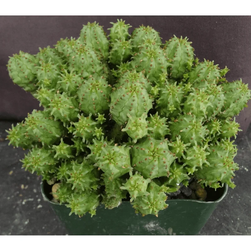 Euphorbia Monstrose Succulent Live Plant - Cactus Cluster 4" Pot - Image 3