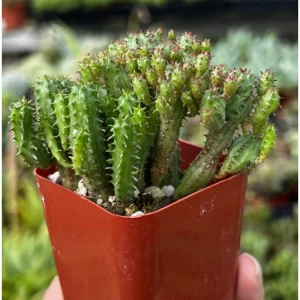 Euphorbia Monstrose Succulent Live Plant - Cactus Cluster 4