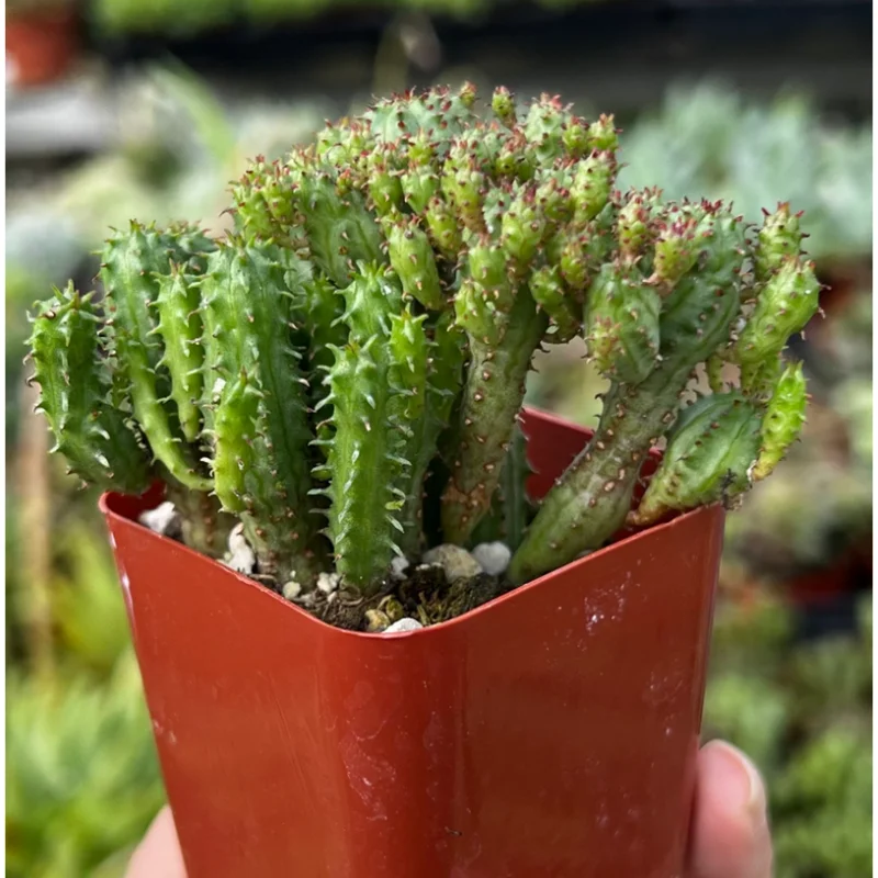 Euphorbia Monstrose Succulent Live Plant - Cactus Cluster 4" Pot - Image 4