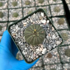 Euphorbia Obesa Live Plant - Rare Baseball Succulent in 4 Inch Pot - Image 2