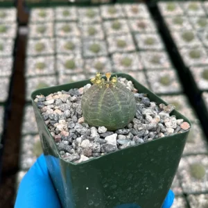 Euphorbia Obesa Live Plant - Rare Baseball Succulent in 4 Inch Pot - Image 3