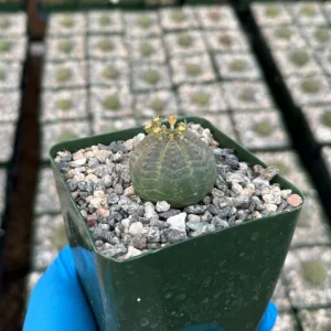 Euphorbia Obesa Live Plant - Rare Baseball Succulent in 4 Inch Pot - Image 3