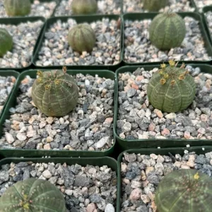 Euphorbia Obesa Live Plant - Rare Baseball Succulent in 4 Inch Pot - Image 4