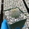 Euphorbia Obesa Live Plant - Rare Baseball Succulent in 4 Inch Pot - Image 1