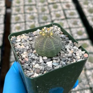 Euphorbia Obesa Live Plant - Rare Baseball Succulent in 4 Inch Pot - Image 1