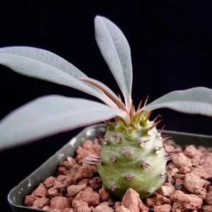 Euphorbia Pachypodioides Seeds - Rare Succulent Cactus - 5 Seed Pack - Outdoor - Image 2