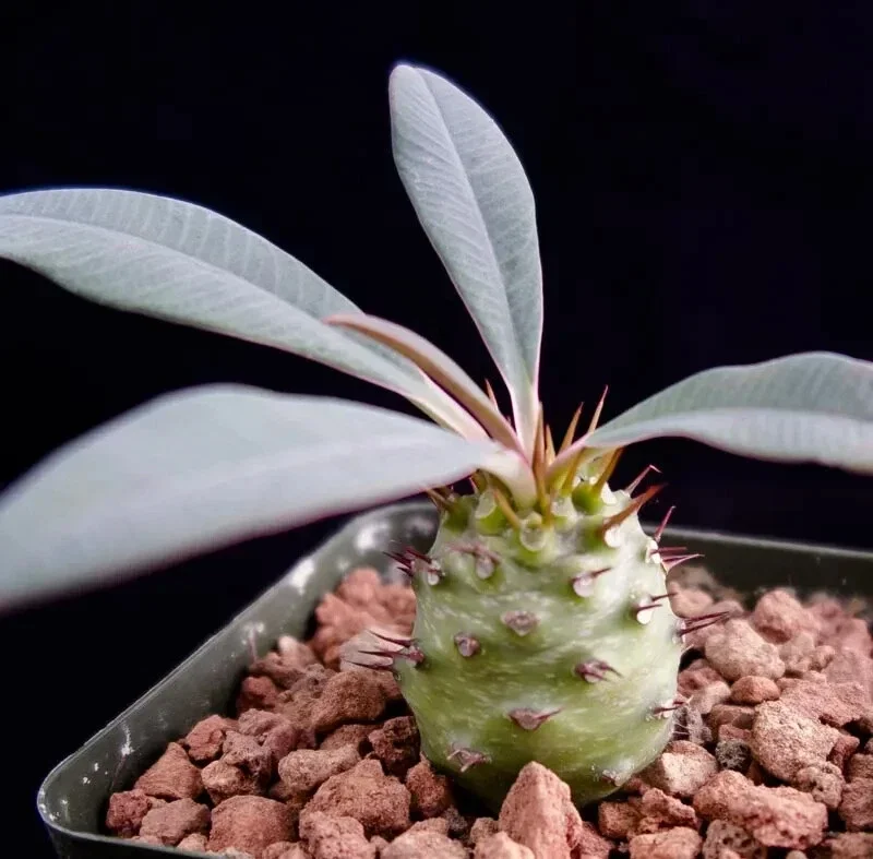 Euphorbia Pachypodioides Seeds - Rare Succulent Cactus - 5 Seed Pack - Outdoor - Image 2