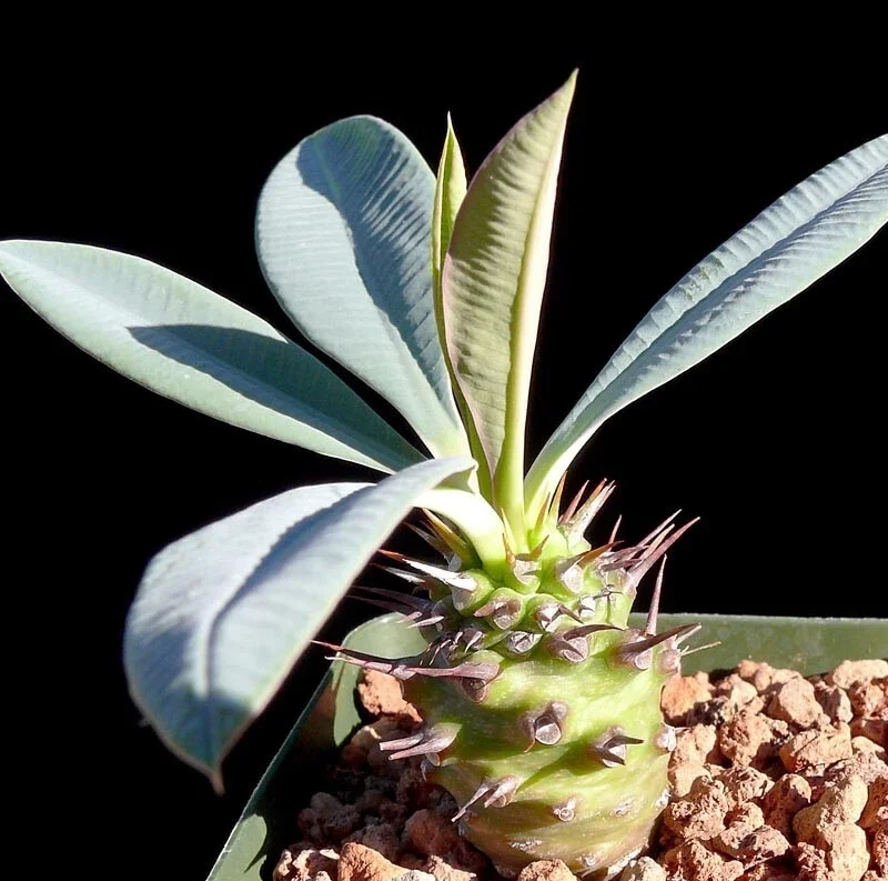 Euphorbia Pachypodioides Seeds - Rare Succulent Cactus - 5 Seed Pack - Outdoor - Image 3