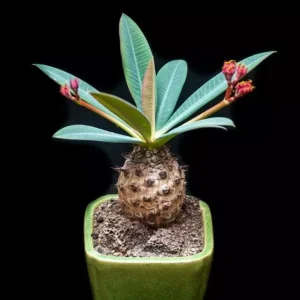 Euphorbia Pachypodioides Seeds - Rare Succulent Cactus - 5 Seed Pack - Outdoor - Image 1