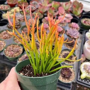 Euphorbia Tirucalli 'Sticks on Fire' Succulent Live Plant 2 Inch Pot Indoor/Outdoor - Image 2