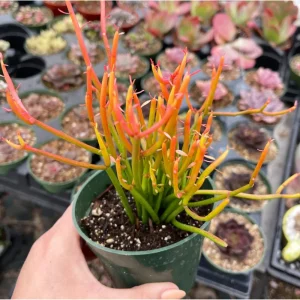 Euphorbia Tirucalli 'Sticks on Fire' Succulent Live Plant 2 Inch Pot Indoor/Outdoor - Image 4