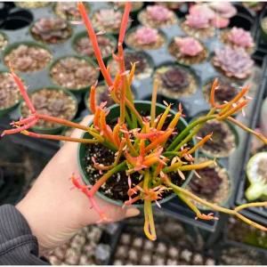 Euphorbia Tirucalli 'Sticks on Fire' Succulent Live Plant 2 Inch Pot Indoor/Outdoor - Image 5