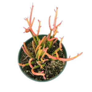 Euphorbia Tirucalli 'Sticks on Fire' Succulent Live Plant 2 Inch Pot Indoor/Outdoor - Image 6