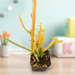 Euphorbia Tirucalli 'Sticks on Fire' Succulent Live Plant 2 Inch Pot Indoor/Outdoor - Image 1