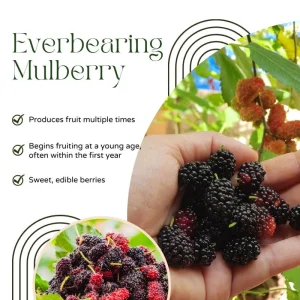Everbearing Mulberry Tree Live Plant - 8-12 Inches Tall - Sweet Berries - Outdoor Gardening - Image 2