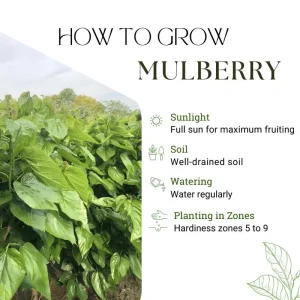 Everbearing Mulberry Tree Live Plant - 8-12 Inches Tall - Sweet Berries - Outdoor Gardening - Image 3