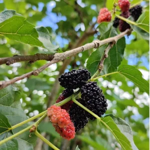 Everbearing Mulberry Tree Live Plant - 8-12 Inches Tall - Sweet Berries - Outdoor Gardening - Image 4