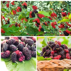 Everbearing Mulberry Tree Live Plant - 8-12 Inches Tall - Sweet Berries - Outdoor Gardening - Image 5