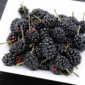 Everbearing Mulberry Tree Live Plant - 8-12 Inches Tall - Sweet Berries - Outdoor Gardening - Image 6