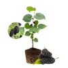 Everbearing Mulberry Tree Live Plant - 8-12 Inches Tall - Sweet Berries - Outdoor Gardening - Image 1