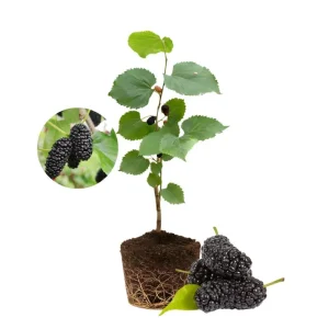Everbearing Mulberry Tree Live Plant - 8-12 Inches Tall - Sweet Berries - Outdoor Gardening - Image 1