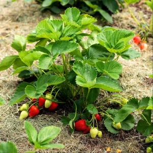Everbearing Strawberry Live Plant – 4-6 Inch Tall, 3 Inch Pot – Outdoor Fruit Bush - Image 2