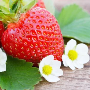 Everbearing Strawberry Live Plant – 4-6 Inch Tall, 3 Inch Pot, Outdoor Planting - Image 4