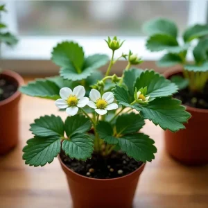 Everbearing Strawberry Live Plant – 4-6 Inch Tall, 3 Inch Pot – Outdoor Fruit Bush - Image 4