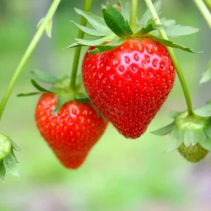 Everbearing Strawberry Live Plant – 4-6 Inch Tall, 3 Inch Pot – Outdoor Fruit Bush - Image 6